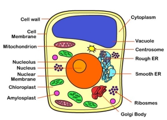 Parts of a Typical Cell – Bullet points – Geeta Debnath Memorial Centre for  Education